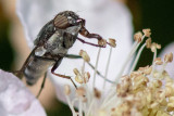 Rhiniidae - Sprinkhaanvlieg - Stomorhina lunata
