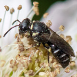 Colletidae - Maskerbij spec - Hylaeus spec