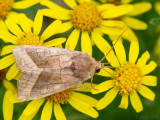Rosy Rustic - Aardappelstengelboorder - Hydraecia micacea