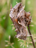 Silver Y - Gamma-uil - Autographa gamma