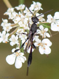 Gasteruption - Hongerwesp - Gasteruption spec