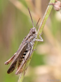 Chorthippus biguttulus-group - Chorthippus biguttulus-groep