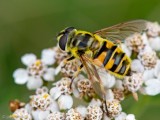 Syrphidae - Doodskopzweefvlieg - Myathropa florea