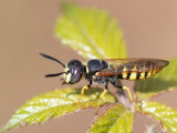 European Beewolf - Bijenwolf - Philanthus triangulum