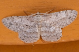 Pale Oak Beauty - Ringspikkelspanner - Hypomecis punctinalis