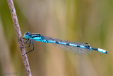 Common Blue Damselfly - Watersnuffel - Enallagma cyathigerum
