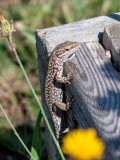 Common Wall Lizzard - Muurhagedis - Podarcis muralis