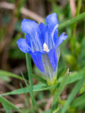 Marsh Gentian - Klokjesgentiaan - Gentiana pneumonanthe