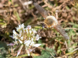 Large Bee-fly - Gewone Wolzwever - Bombylius major