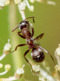 Formicinae - Bruine Renmier - Formica cunicularia