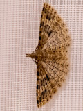 Twenty-plume Moth - Waaiermot - Alucita hexadactyla