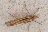 Crambidae - Variabele Grasmot - Agriphila tristella