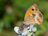Gatekeeper - Oranje Zandoogje - Pyronia tithonus