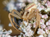 Flower Crab Spider - Gewone Kameleonspin - Misumena vatia