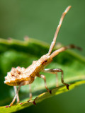 Dock Bug - Zuringrandwants - Coreus marginatus