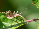 Dock Bug - Zuringrandwants - Coreus marginatus