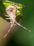 Dock Bug - Zuringrandwants - Coreus marginatus