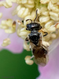 Andrena minutula group - Andrena minutula groep