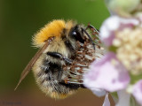Common Carder Bee - Akkerhommel - Bombus pascuorum