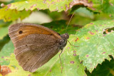 Meadow Brown - Bruin Zandoogje - Maniola jurtina