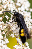 Scoliidae - Scoliid wasp - Scolia hirta