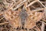 Dingy Skipper - Bruin Dikkopje - Erynnis tages