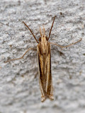 Crambidae - Zwartstreepgrasmot - Agriphila deliella