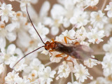Braconidae - Braconid wasp - Schildwesp spec