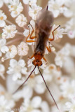 Braconidae - Braconid wasp - Schildwesp spec