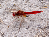 Scarlet Darter - Vuurlibel - Crocothemis erythraea