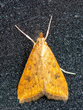 Rusty Dot Pearl - Oranje Kruidenmot - Udea ferrugalis