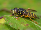 Syrphidae - Kale Wespvlieg - Spilomyia saltuum