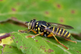 Syrphidae - Kale Wespvlieg - Spilomyia saltuum