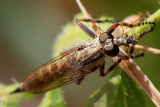 Asilidae - Ringpootroofvlieg - Tolmerus cingulatus