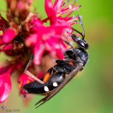 Red-legged Spider Wasp - Gevlekte Kruisspinnendoder - Episyron rufipes
