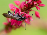 Red-legged Spider Wasp - Gevlekte Kruisspinnendoder - Episyron rufipes