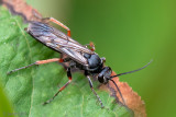 Red-legged Spider Wasp - Gevlekte Kruisspinnendoder - Episyron rufipes