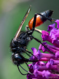 Sphecidae - Ruige Aardrupsendoder - Podalonia hirsuta