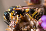 Potter Wasp spec - Muurwesp spec - Ancistrocerus spec