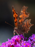 Comma - Gehakkelde Aurelia - Polygonia c-album