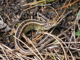Sand Lizard - Zandhagedis - Lacerta agilis