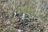 Least Sandpiper - Kleinste Strandloper - Calidris minutilla