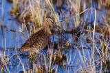 Short-billed Dowitcher - Kleine Grijze Snip - Limnodromus griseus