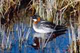 Red-necked Phalarope - Grauwe Franjepoot - Phalaropus lobatus