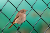 Common Redstart - Gekraagde Roodstaart - Phoenicurus phoenicurus