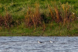 Red-necked and Grey Phalarope - Grauwe en Rosse Franjepoot - Phalaropus lobatus and P. fulicarius