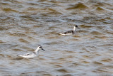 Grey and Red-necked Phalarope - Rosse en Grauwe Franjepoot - Phalaropus fulicarius and P. lobatus