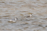 Grey and Red-necked Phalarope - Rosse en Grauwe Franjepoot - Phalaropus fulicarius and P. lobatus