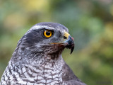 Northern Goshawk - Havik - Accipiter gentilis