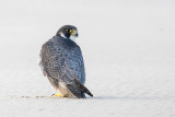 Peregrine - Slechtvalk - Falco peregrinus